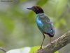 นกแต้วแล้วอกเขียว   Western Hooded Pitta