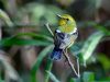 นกจับแมลงหลังสีเขียว Green-backed Flycatcher