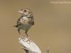 นกจาบฝนเสียงใส Horsfield’s Bushlark
