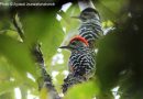 นกหัวขวานด่างหัวแดงอกลาย    Stripe-breasted Woodpecker