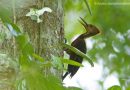 นกหัวขวานหลังสีส้ม   Orange-backed Woodpecker