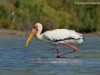 นกกระสาปากเหลือง   Milky Stork
