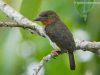 นกจอกป่าหัวโต Brown Barbet