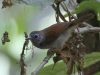 นกกินแมลงปีกแดง Chestnut-winged Babbler