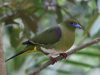 นกเปล้าหางเข็มหัวปีกแดง   Yellow-vented Green Pigeon