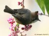 นกภูหงอนวงตาขาว  Whiskered Yuhina