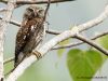 นกเค้าแมว  Asian Barred Owlet