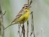 นกจาบปีกอ่อนอกเหลือง Yellow-breasted Bunting