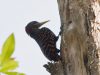 นกหัวขวานสีตาล   Rufous Woodpecker