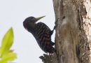 นกหัวขวานสีตาล   Rufous Woodpecker