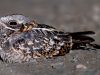 นกตบยุงเล็ก   Indian Nightjar