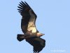 อีแร้งเทาหลังขาว White-rumped Vulture