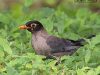 นกเดินดงสีดำ Chinese Blackbird