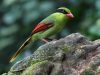 นกสาลิกาเขียวหางสั้น  Indochinese Green Magpie