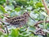นกปากซ่อมเล็ก Jack Snipe