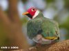 นกเปล้าหน้าแดง   Jambu Fruit Dove