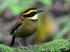 นกแต้วแล้วลาย   Malayan Banded Pitta