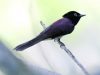 นกแซวสวรรค์หางดำ Japanese Paradise-flycatcher