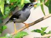 นกเอี้ยงควาย  Jungle Myna