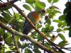 นกเปล้าใหญ่   Large Green Pigeon