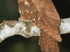 นกปากกบยักษ์ Large Frogmouth