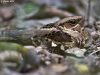 นกตบยุงหางยาว   Large-tailed Nightjar
