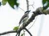 นกเฉี่ยวดงหางสีน้ำตาล Large Woodshrike