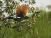 นกกระปูดเล็ก   Lesser Coucal