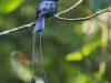 นกแซงแซวหางบ่วงเล็ก Lesser Racquet-tailed Drongo