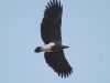 เหยี่ยวปลาเล็กหัวเทา Lesser Fish Eagle