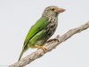 นกโพระดกธรรมดา  Lineated  Barbet