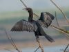 นกกาน้ำเล็ก Little Cormorant