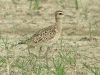 นกอีก๋อยจิ๋ว  Little Curlew