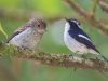 นกจับแมลงเล็กขาวดำ Little Pied Flycatcher