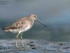 นกซ่อมทะเลปากยาว Long-billed Dowitcher 