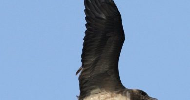 นกสกัวหางยาว  Long-tailed Jaeger