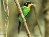 นกพญาปากกว้างหางยาว   Long-tailed Broadbill