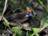 นกกินแมลงหลังฟู Fluffy-backed Tit Babbler