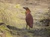 นกยางลายเสือ  Malayan Night Heron