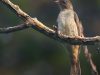 นกพรานผึ้ง   Malaysian Honeyguide