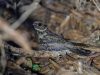 นกตบยุงพันธุ์มลายู   Malaysian Eared Nightjar