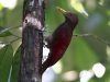 นกหัวขวานแดง   Maroon Woodpecker
