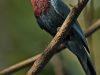 นกจับแมลงอกแดง Maroon-breasted Philentoma