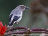 นกกิ้งโครงแกลบปีกขาว White-shouldered Starling