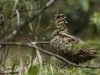 นกปากซ่อมดง Eurasian Woodcock