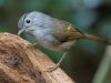 นกมุ่นรกภูเขา  Mountain Fulvetta