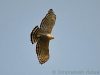 เหยี่ยวภูเขา  Mountain Hawk Eagle