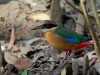 นกแต้วแล้วป่าโกงกาง   Mangrove Pitta