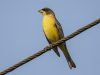 นกจาบปีกอ่อนหัวดำ Black-headed Bunting 