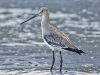 นกปากแอ่นหางดำ Black-tailed Godwit